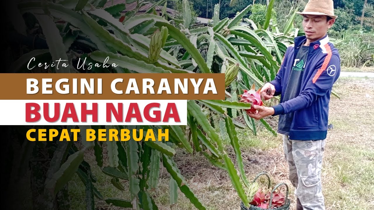 Inspirasi Usaha ! Suplier Buah Naga Riau Kepri Ini Temukan Cara Menanam Buah Naga Agar Cepat Berbuah