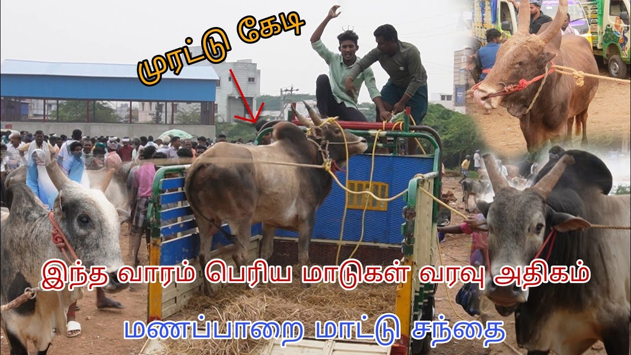 இந்த வாரம் தரமான மாடுகள் மணப்பாறை மாட்டு சந்தையில் @paayumkaalai
