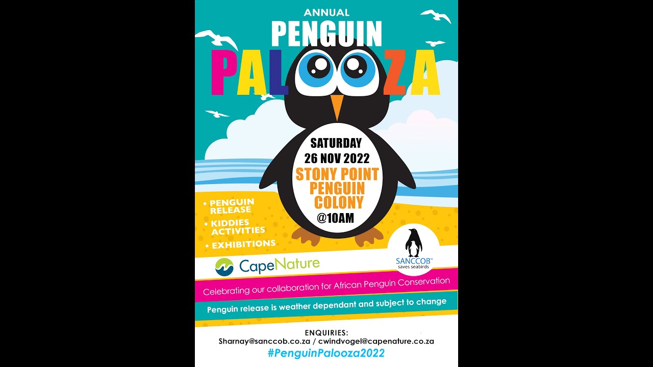 The Annual Penguin Palooza / 26 November 2022