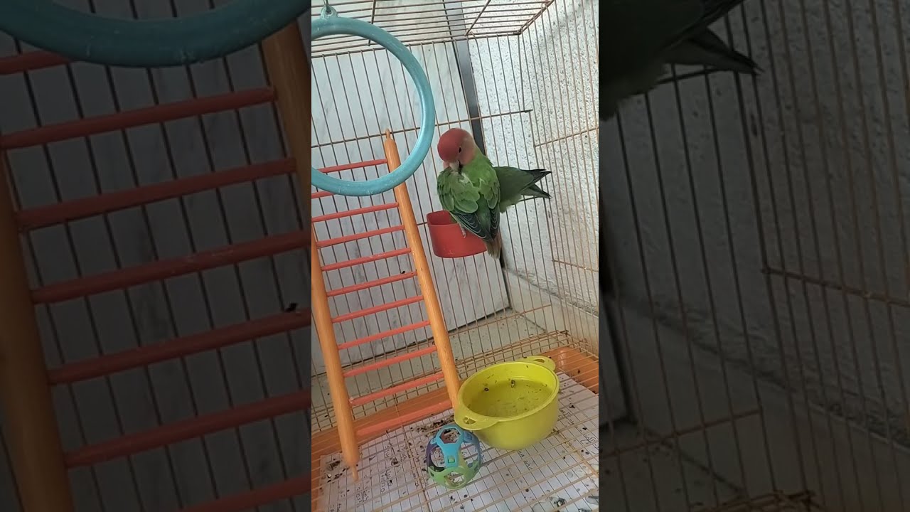 African Love Birds🐥 is live!