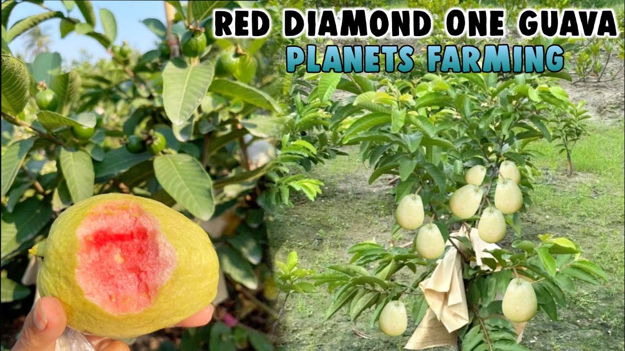 Farming Red Diamond one Guava Farming Plants available 