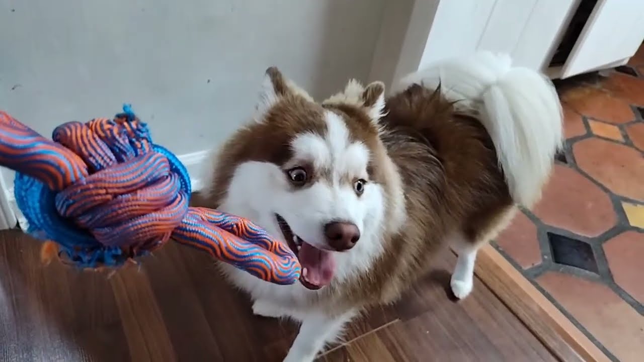 Rocky the pomsky puppy says we're going live now with his cat brothers Bruno and Fugo #cute #pets