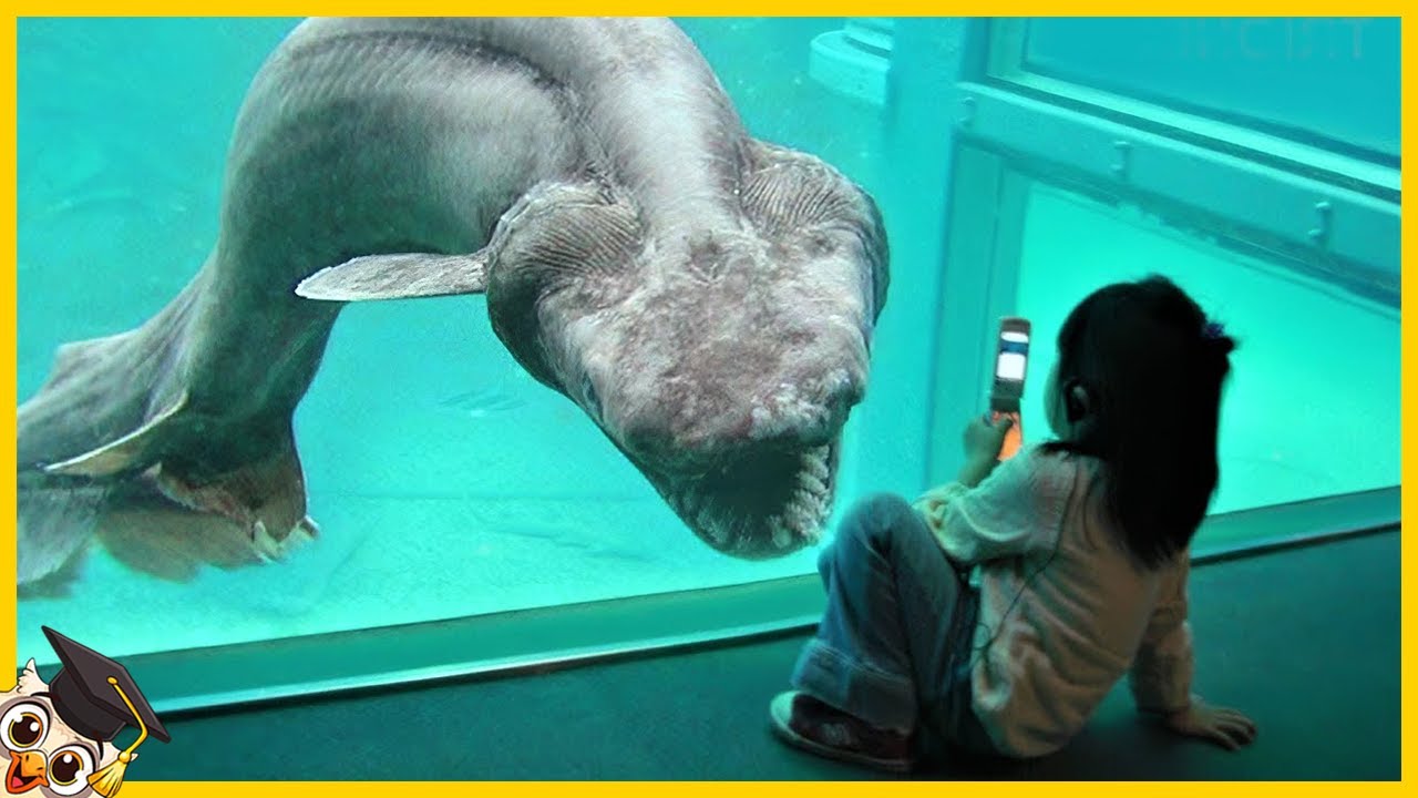 10 Creature degli Abissi Spaventose