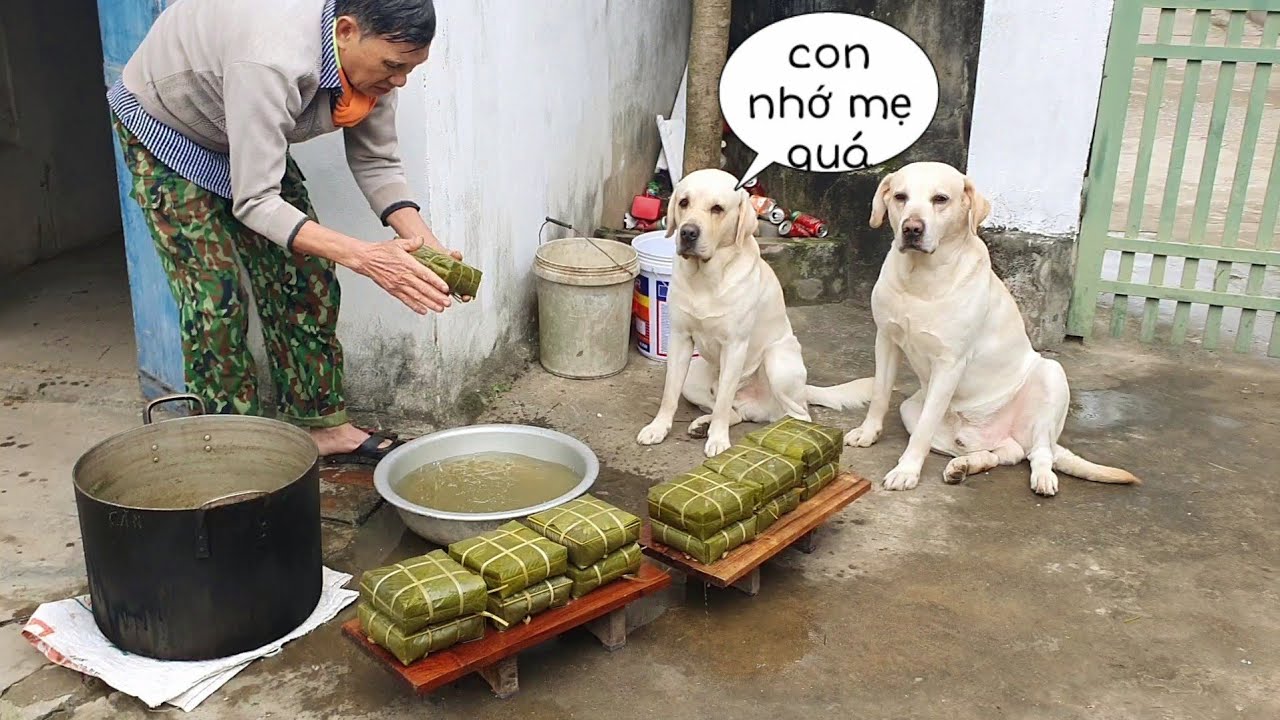 Đang quây quần gói bánh chưng thì Cà Rốt lăn quay ra ngủ mất - Kim Chi thế nào rồi?