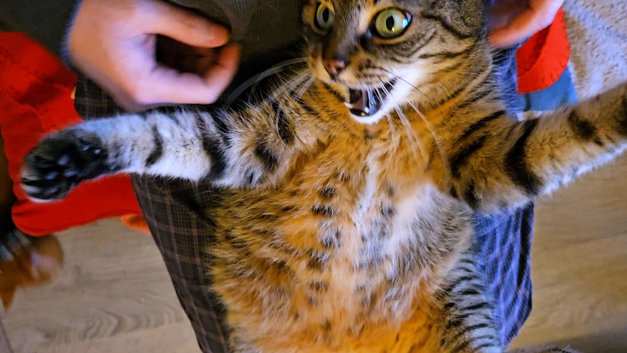 Double Belly Trouble