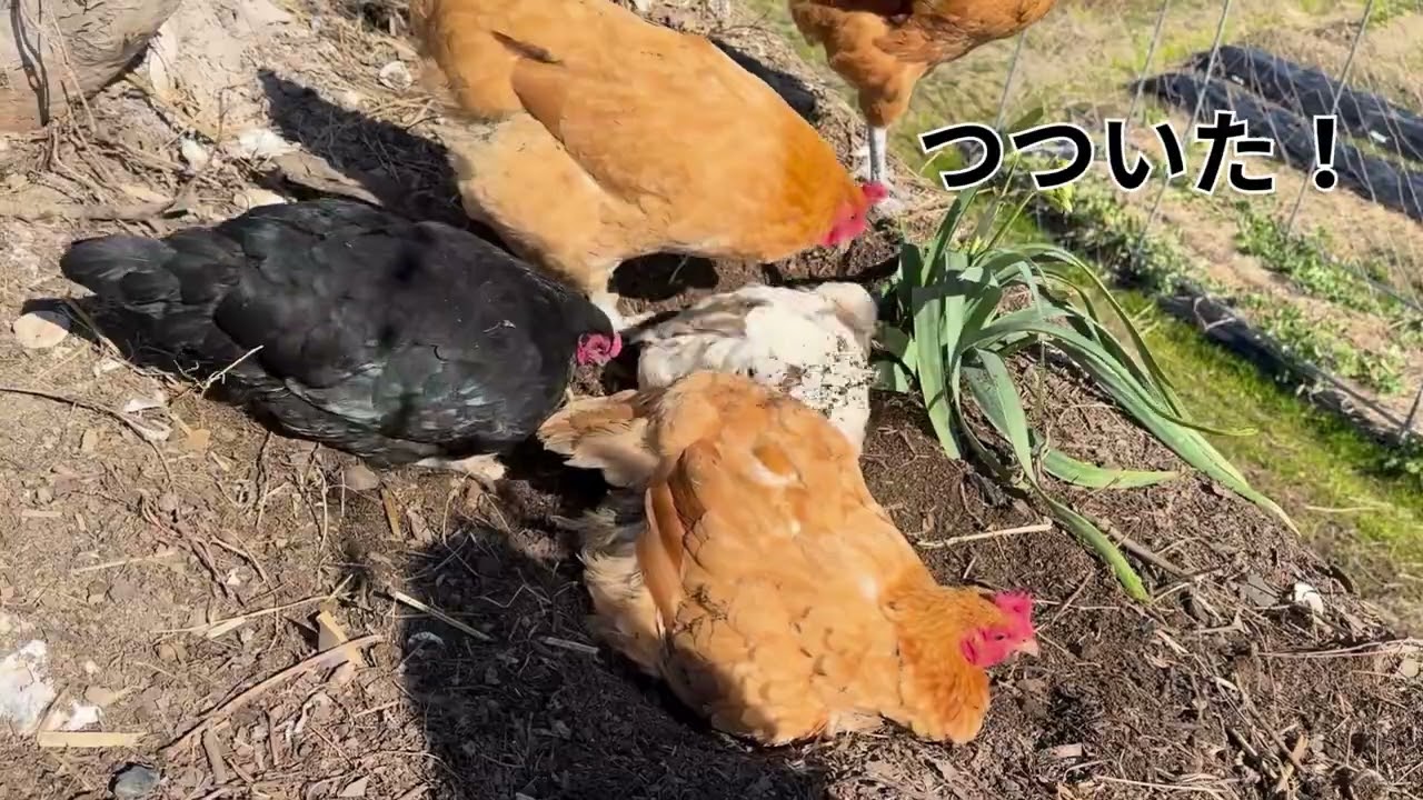 ニワトリの土浴びの様子🐔🌳