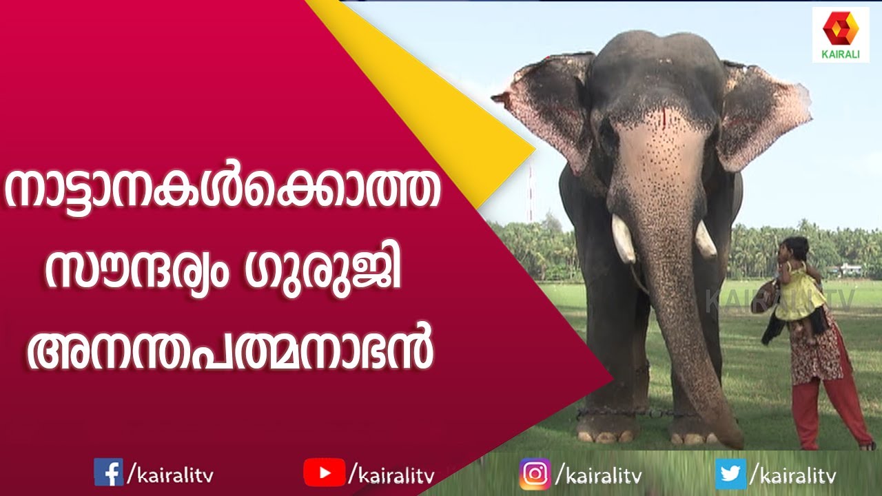 കൊടുത്ത വാക്ക് പാലിച്ചു | Guruji Anandapadmanabhan | E for Elephant | Kairali TV
