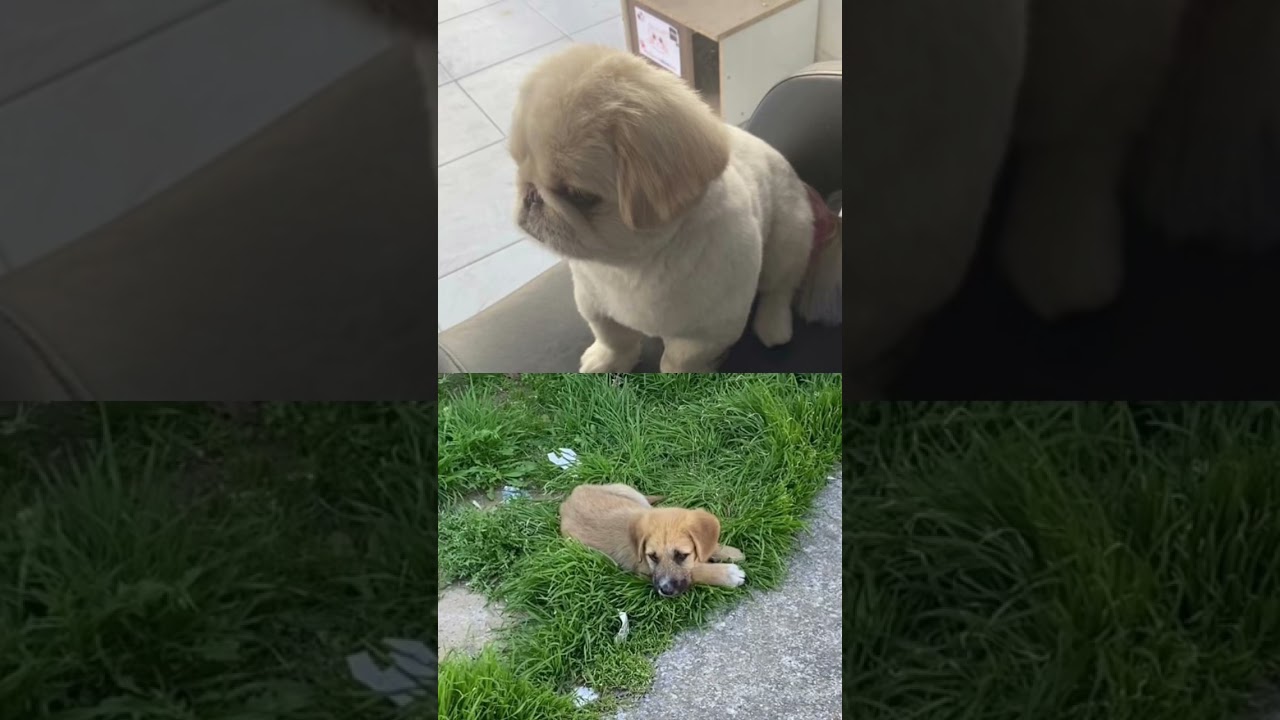 &Uuml;zg&uuml;n yavrular