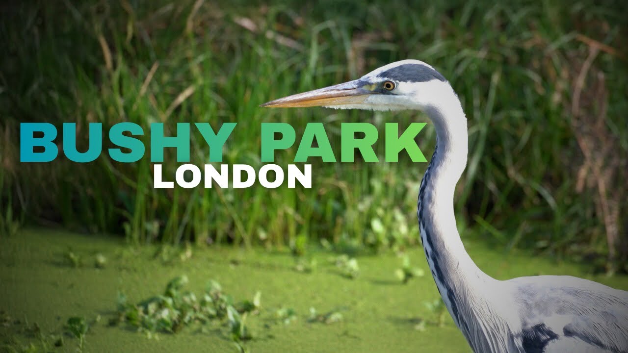 Bushy Park, London | Wildlife Spring Walk