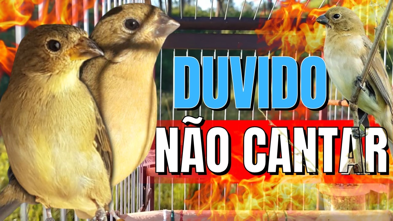 Piado de Fêmea de Coleiro para Esquentar Coleiro