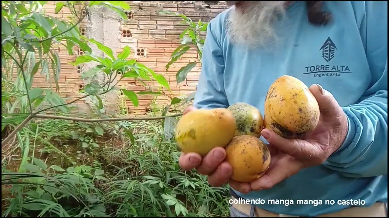 Fui trabalhar no castelo colli manga no pe