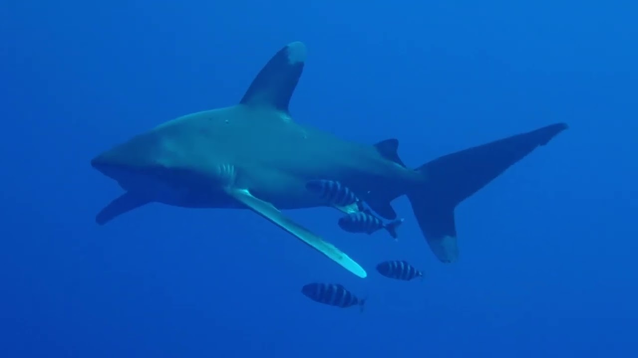 2022 - B/D/E tour and other beach dives