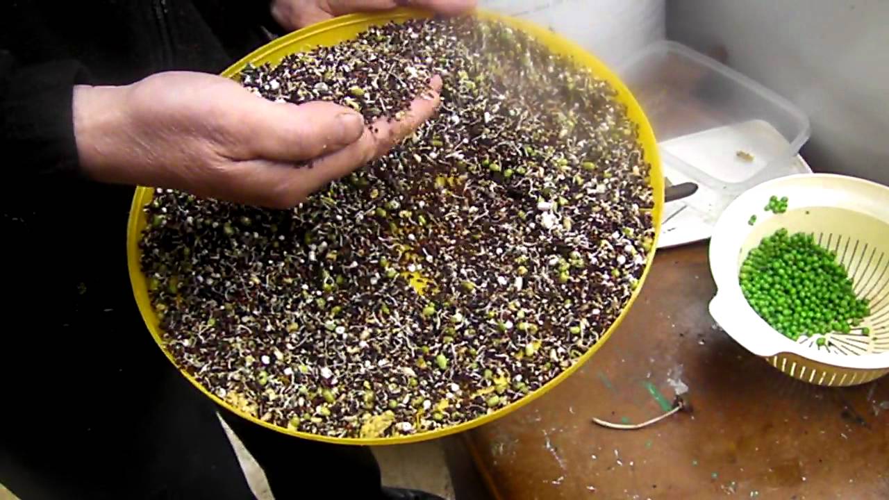 Egg food for birds