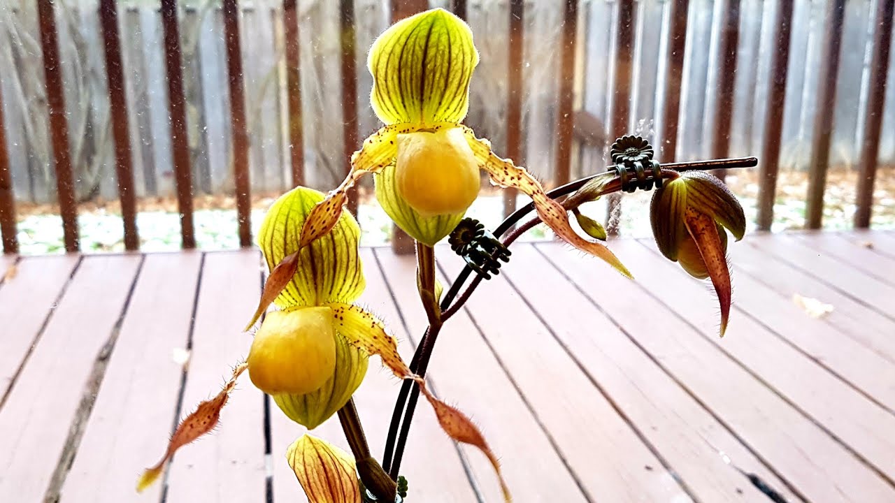 Sophie's Garden 种植兜兰－ 让人不可思议的新方法🙃
