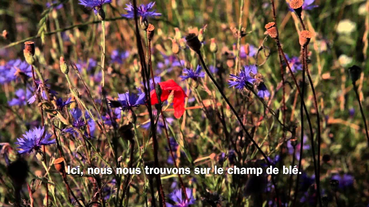 Migros Spot: Production de c&eacute;r&eacute;ales TerraSuisse