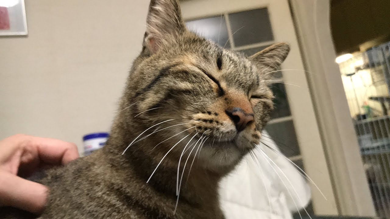 猫マッサージでイイ顔　the cat massage