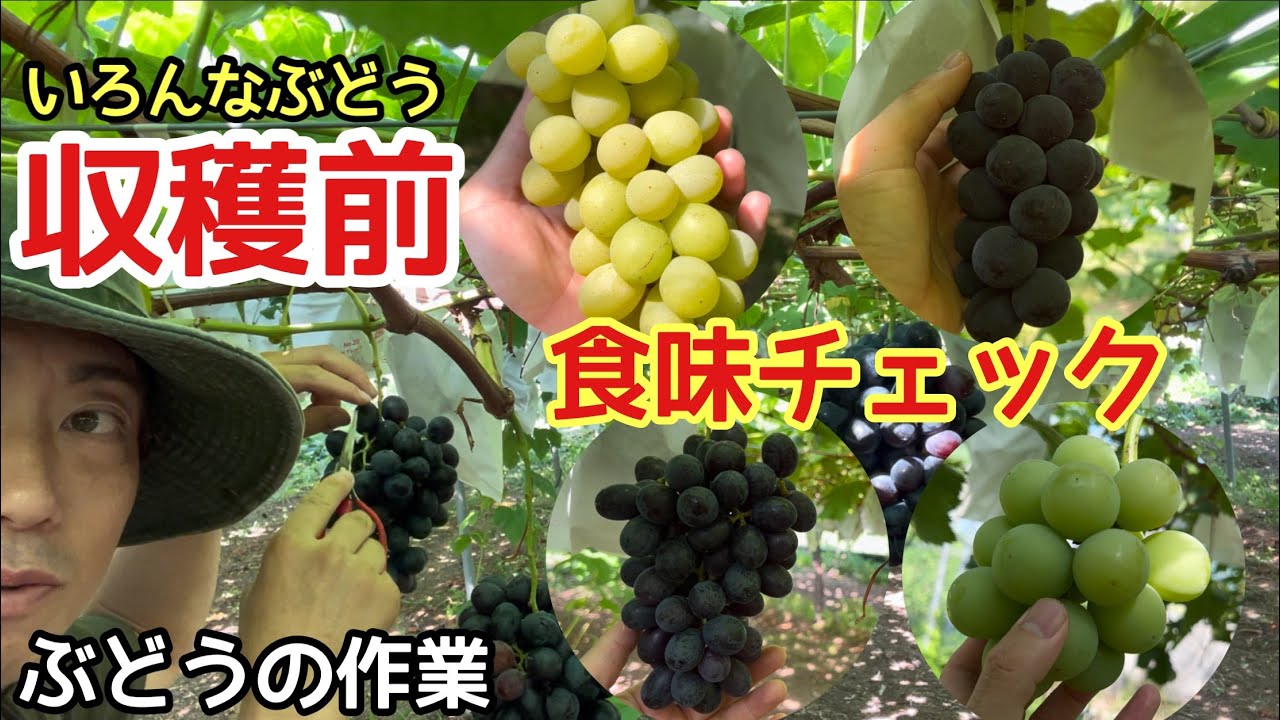 「ぶどうの作業」収穫前、バッサリ摘心＆食味チェック②