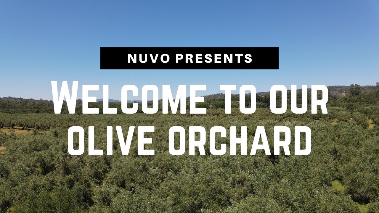 Welcome to Nuvo's Olive Orchard!