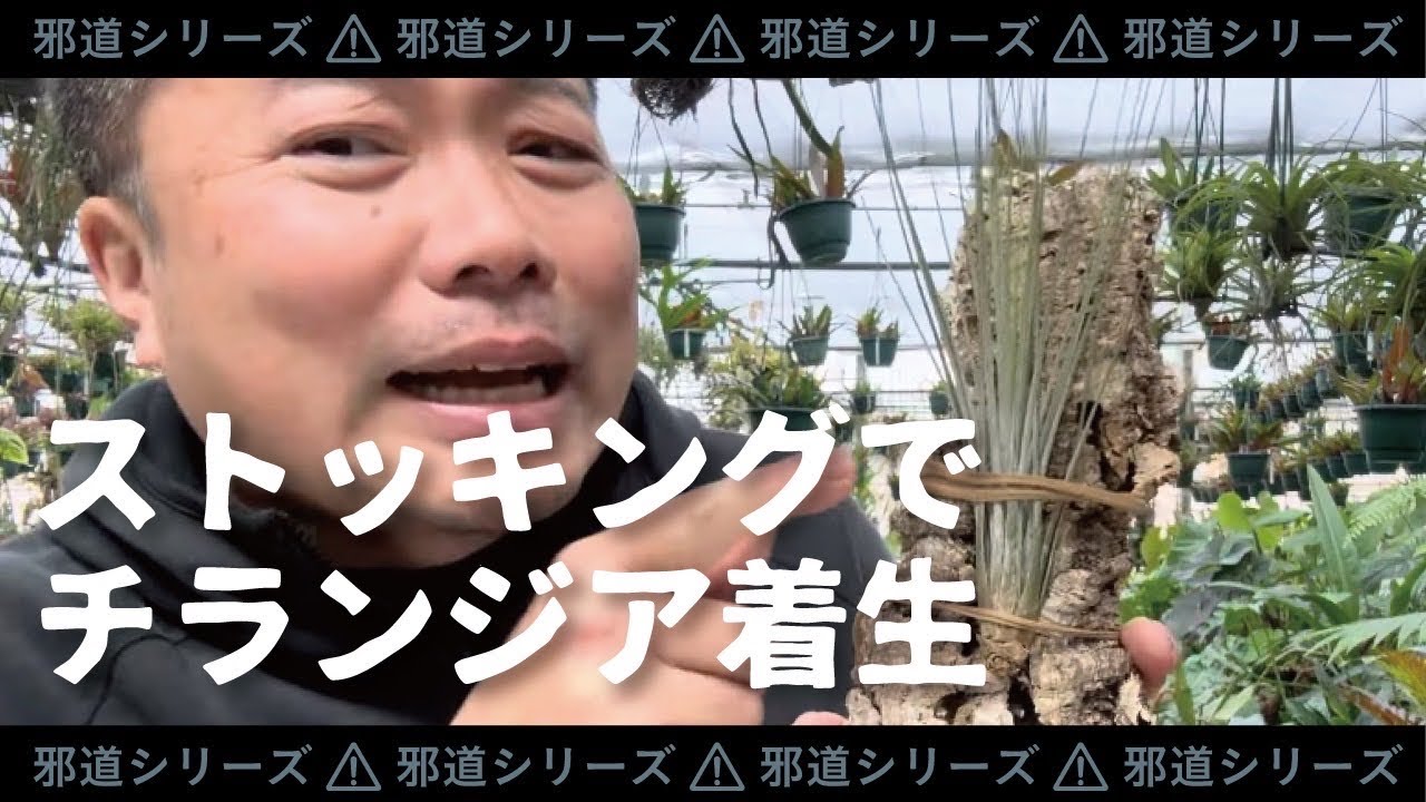 【100均】邪道❗️針金を使わないエアプランツのコルク付けを解説