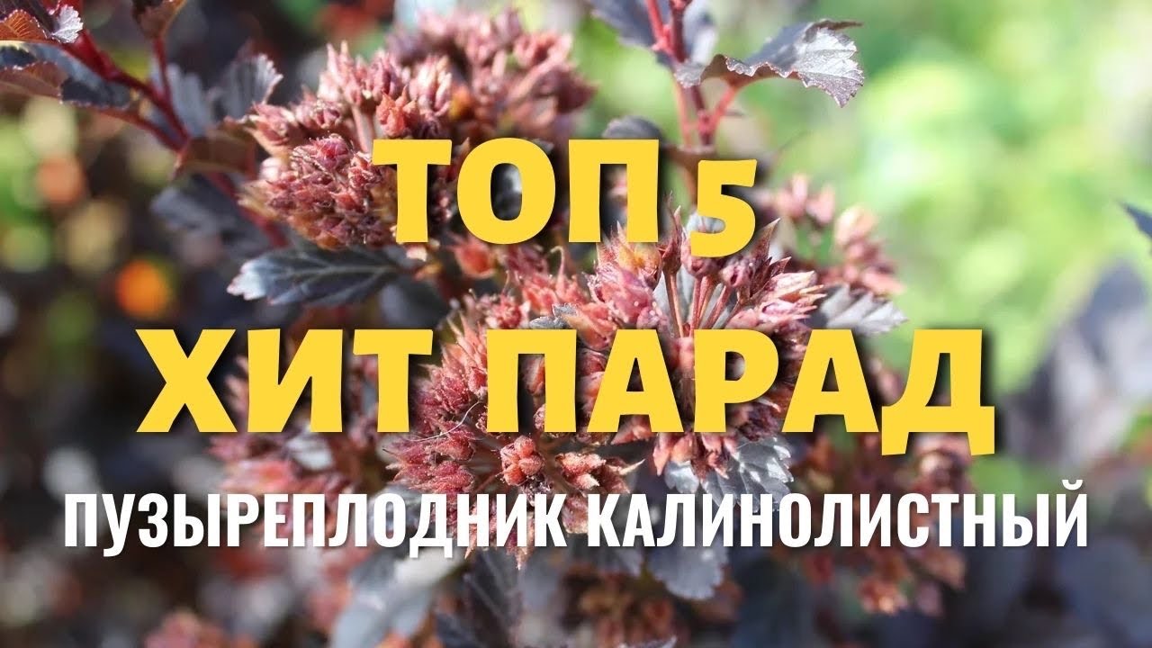 Пузыреплодник калинолистный ХИТ ПАРАД