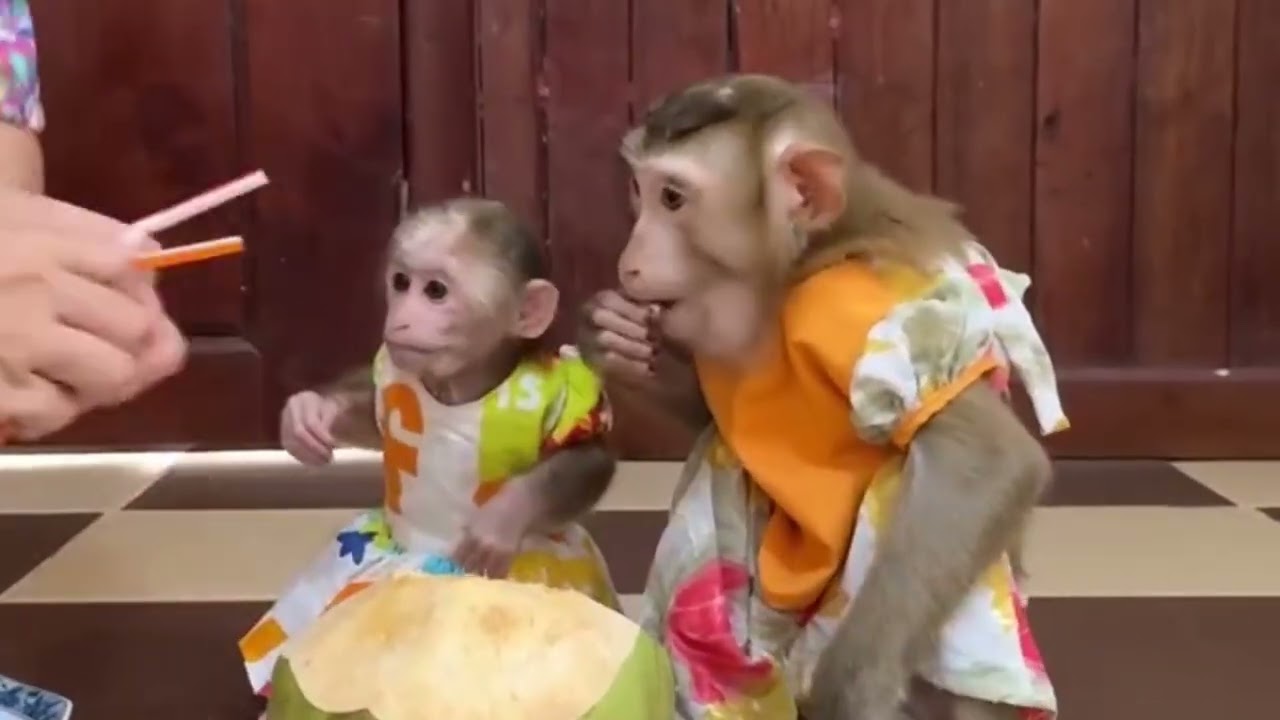Lovely&Adorable BabyMonkey #catdance #dance #cute #catvideo #monkey #duet #cat 