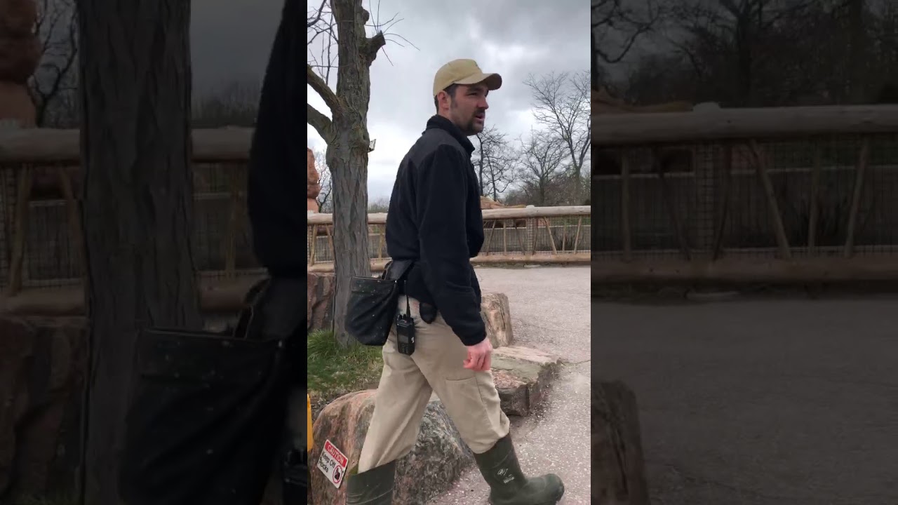 Toronto Zoo Hyena Keeper Talk on Facebook LIVE