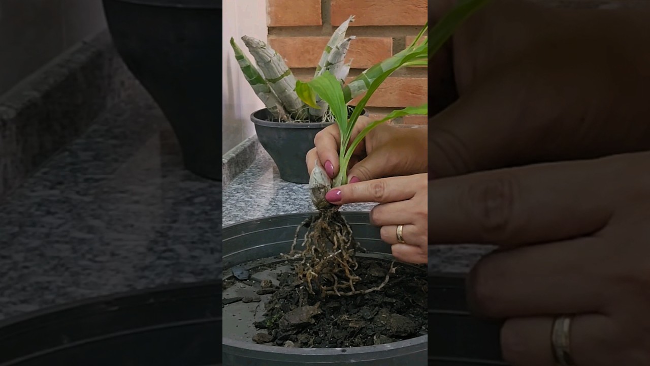 Replante de mudinha de Catasetum #cultivodeorquideas #dicasdecultivo #orqu&iacute;deas #catasetum