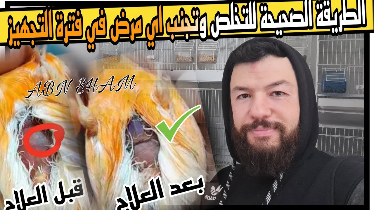 بمكون طبيعي واحد كن طبيب وخبير لطيورك ان شاءالله خلال أسبوع علاج{ألتهاب القانصة}عند عصافير كناري