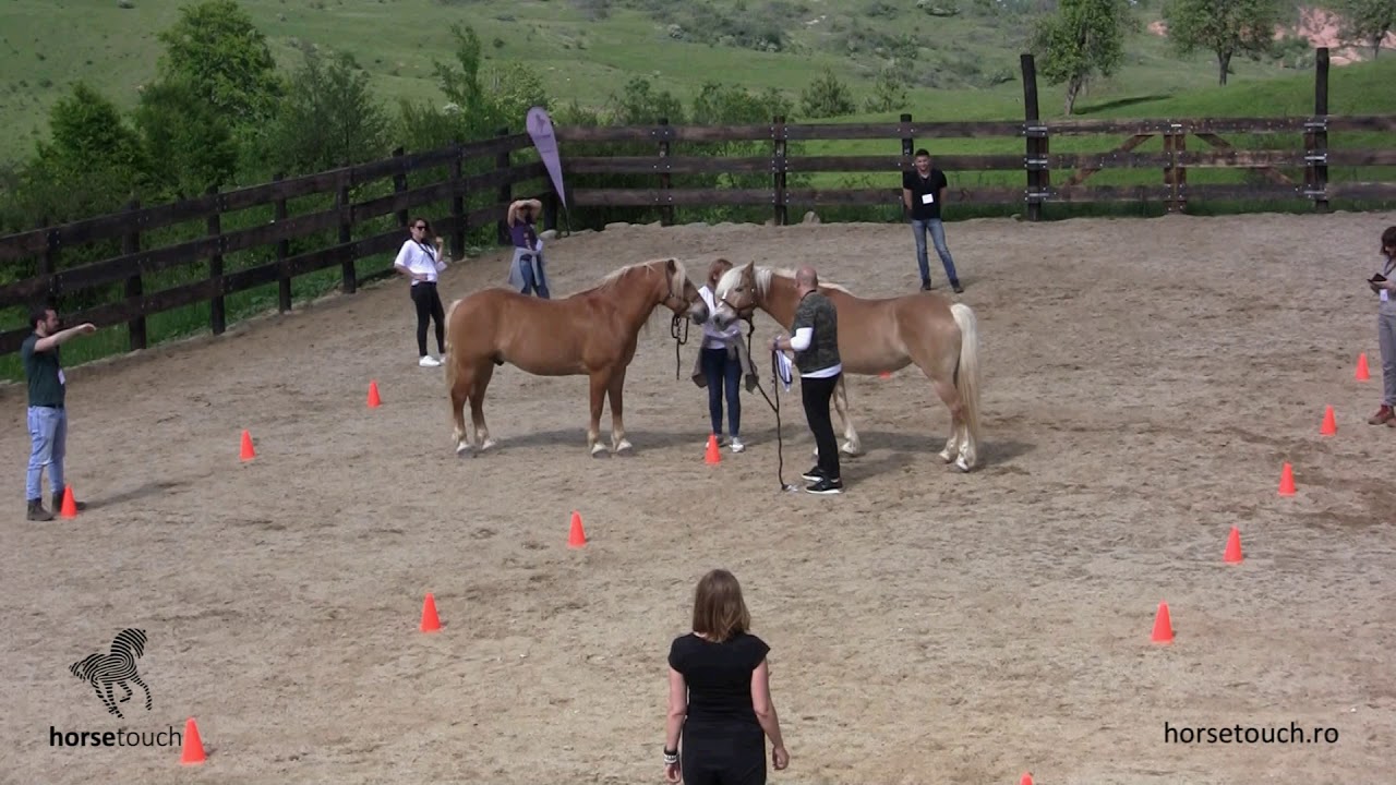 HorseTouchRomania exercise_AB