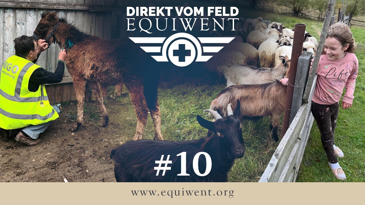 Equiwent - Direkt vom Feld #10 - Tierklinik & Familienhilfe: Hilfe, die bleibt