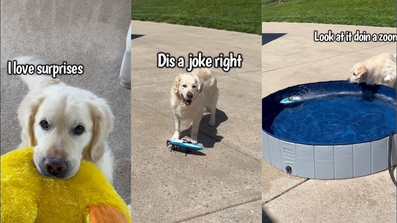 My Dog Gets A Speedboat