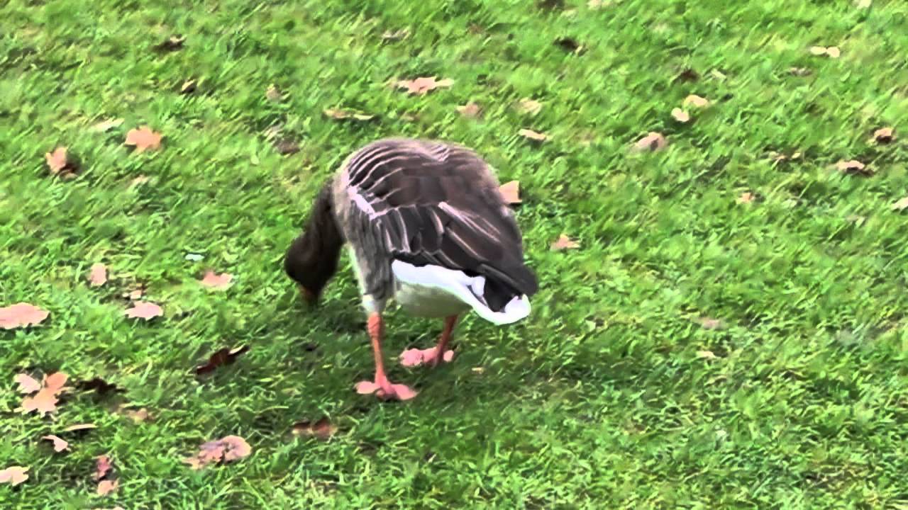 ❷ Greylag Goose Graugans Anser anser