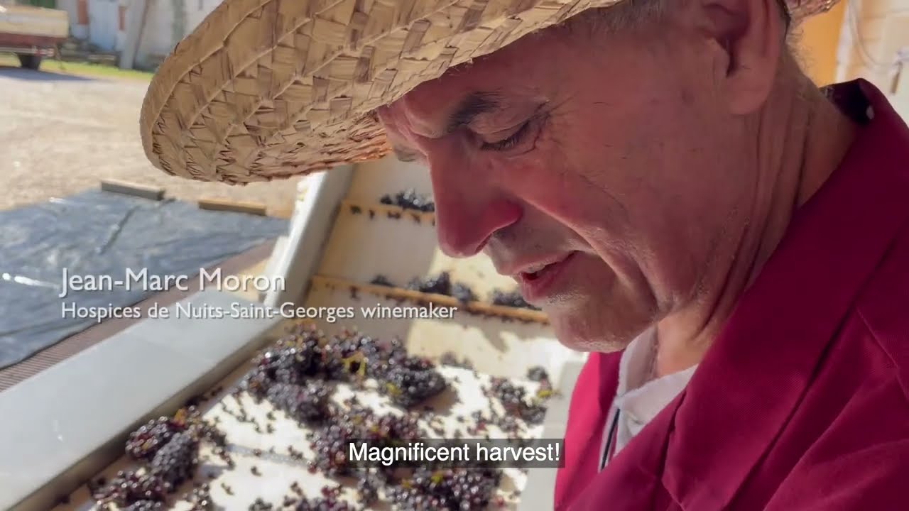 Hospices de Nuits Saint Georges - Vendanges 2023 : Premières impressions depuis la table de tri