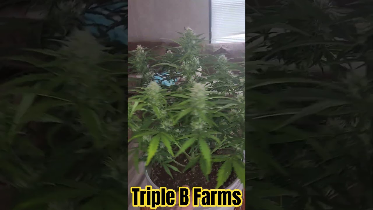 Triple B Farms Blueberry Muffin  x Double Grape