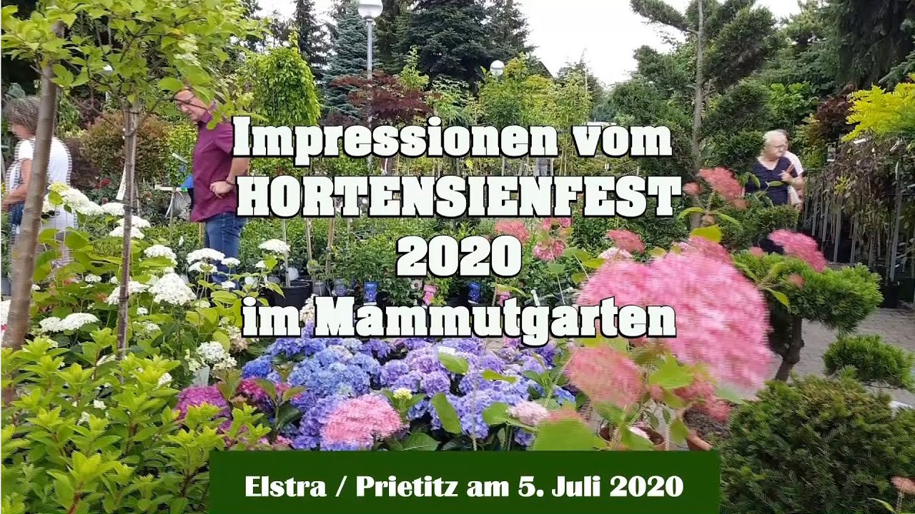 Hortensienfest  am 5. Juli 2020 im Mammutgarten