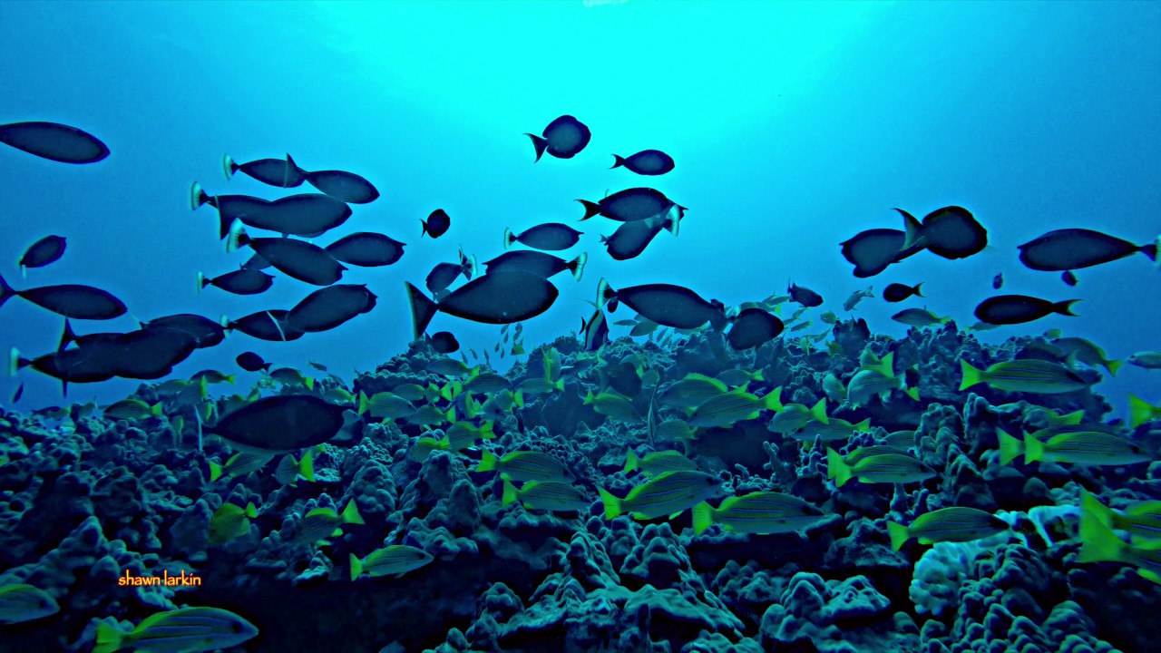 Color Storm Costa Cetacea Media
