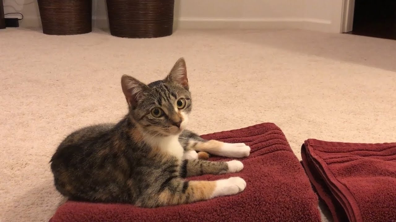 Cats and Kittens Doing Laundry