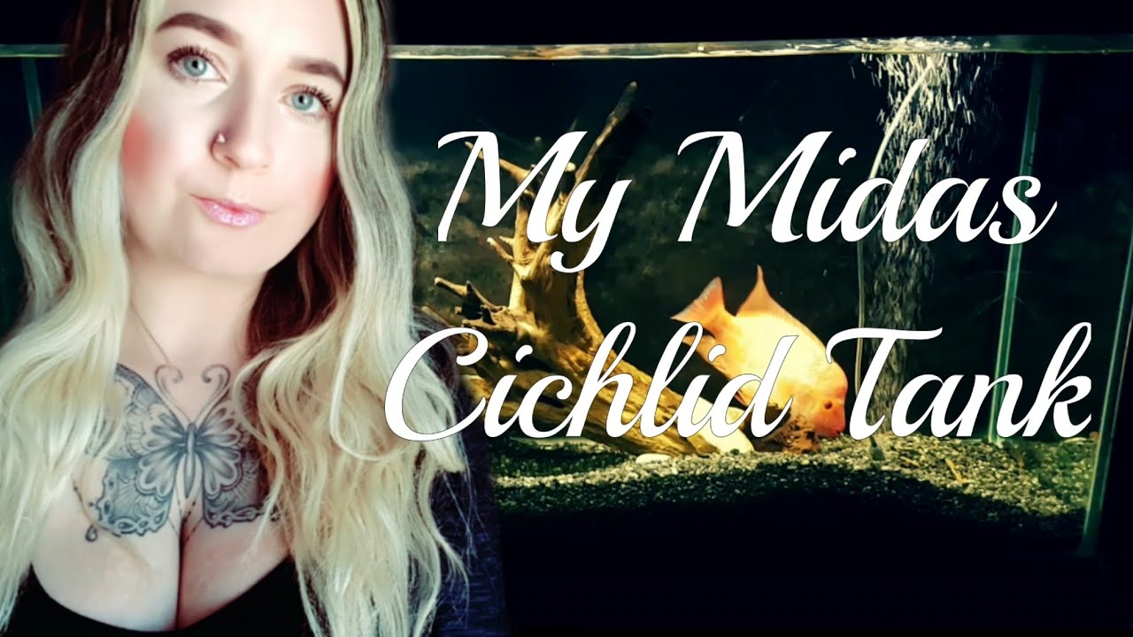 My Midas Cichlid Tank |  #Midascichlid #cichlid #monsterfish