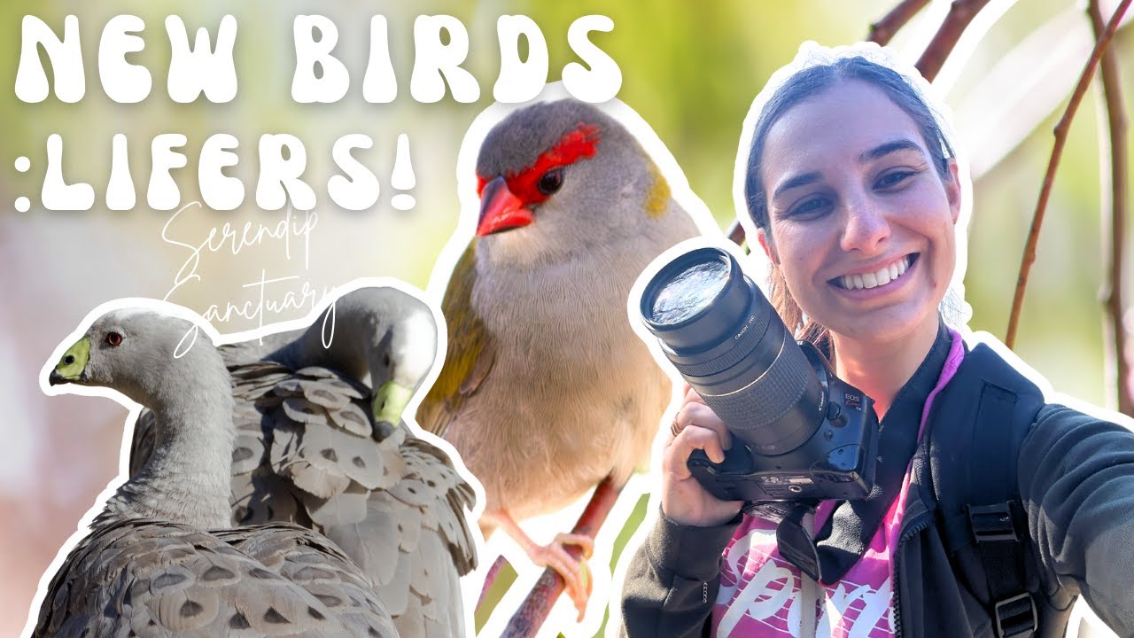 Finding New Birds: Lifers,Birding and Wildlife Photography at Serendip Sanctuary,Victoria, Australia