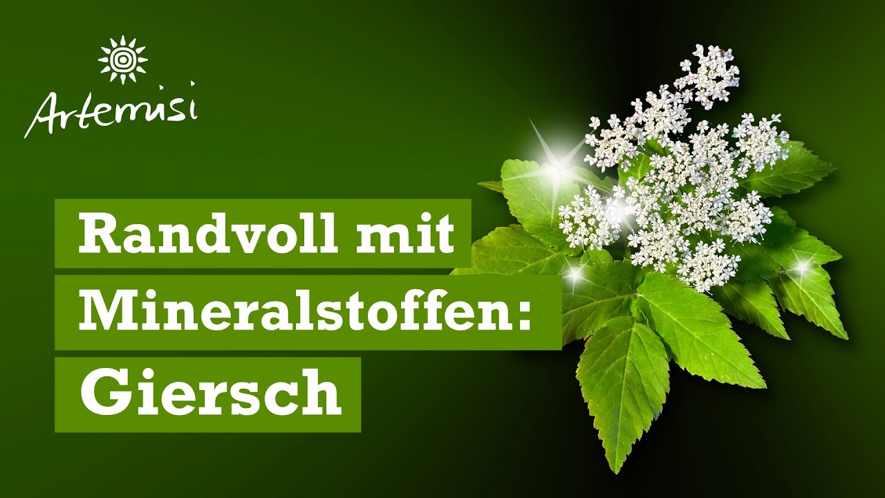 Vom Unkraut zum Heilkraut: Die wahre Kraft des Giersch