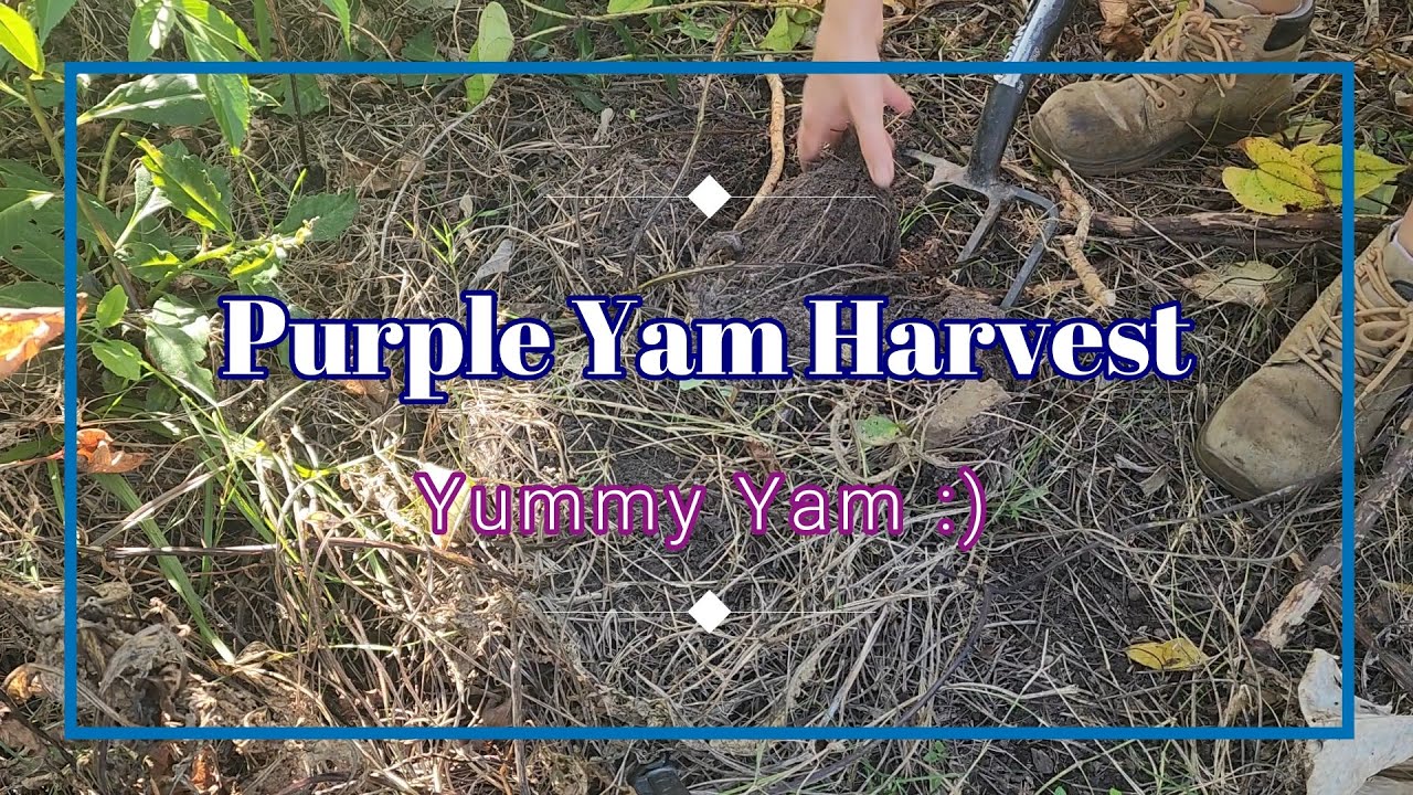 Purple Yam Harvest in my Food Forest at Permaculture Haven