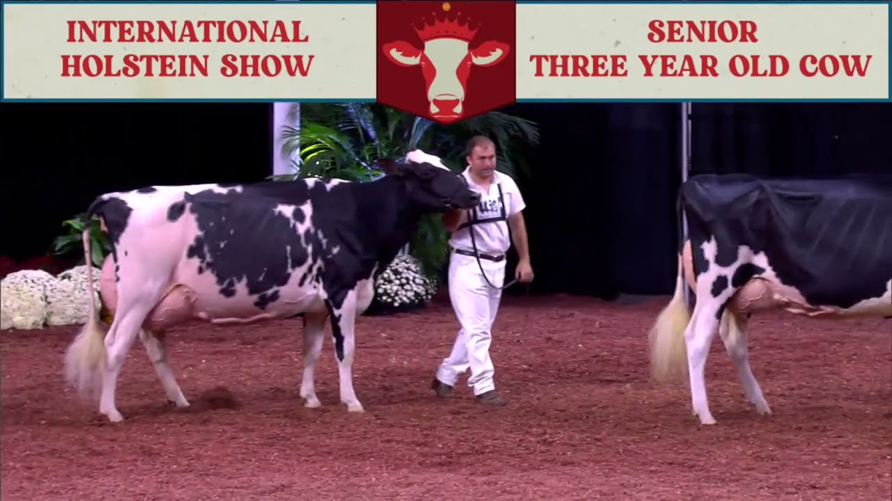 733 SR 3YR OLD COW - HOLSTEIN