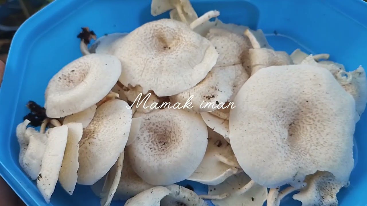 Petik sayur yang tumbuh selepas hujan!! #kegiatanIRT