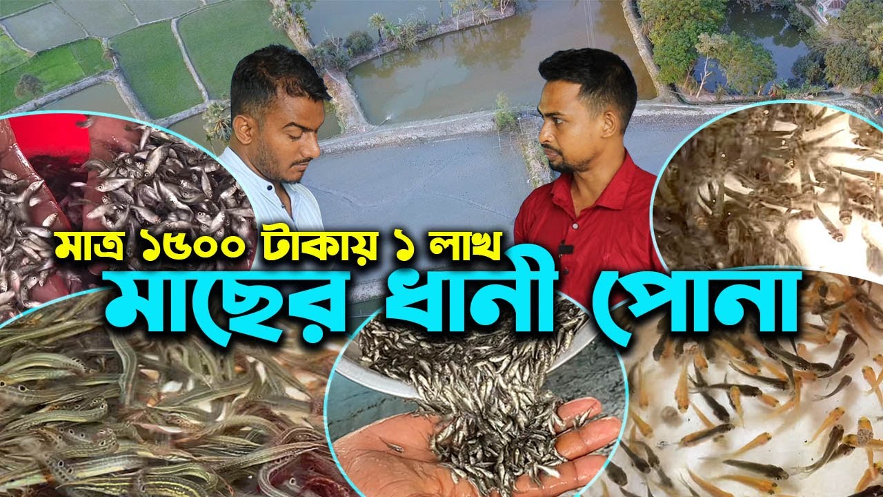 মাত্র ১৫০০ টাকায় ১ লাখ মাছের পোনা সরাসরি পুকুর থেকে | উদ্যোক্তার খোঁজে