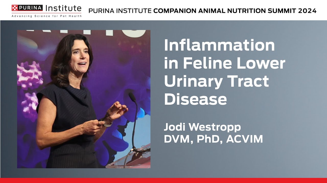 Inflammation in Feline Lower Urinary Tract Disease - Jodi Westropp, DVM, PhD, ACVIM
