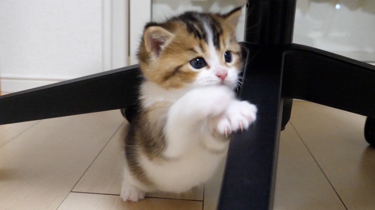 Kitten Nico wants to lean on but can't because of the slippery surface.
