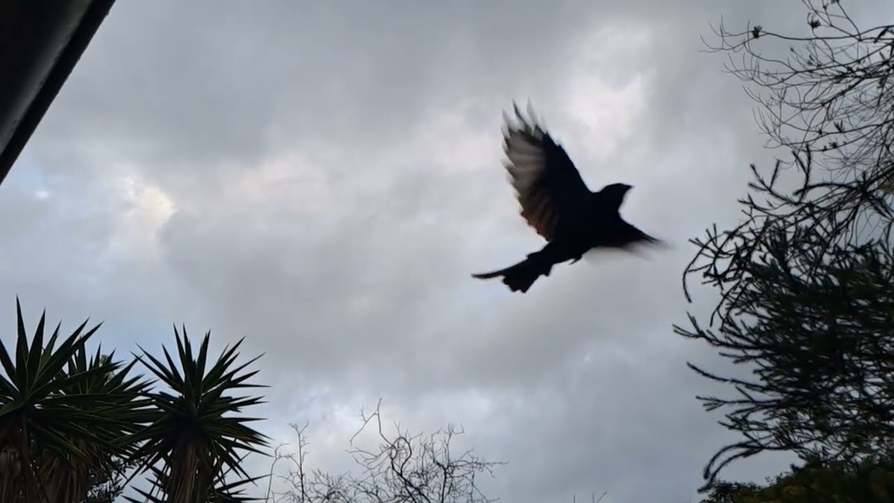 AMAZING Slow Motion - South African birds pt 1