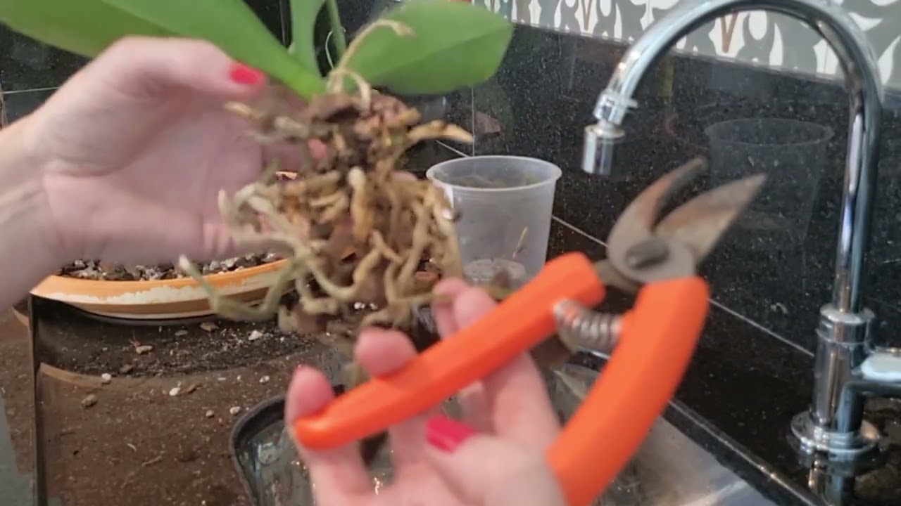 Replantando as orquídeas que comprei por R$20,00!