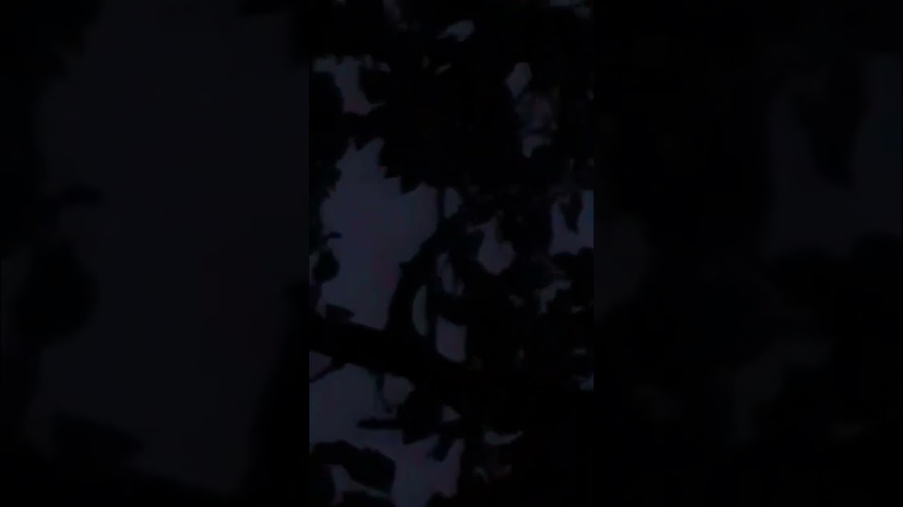 ألعندليد يحب تغريد مع  الفجر وقت الهجرة بدأ طائر الشحرور او جحمومية حذاري⚠️ صيد يوجد فراخها في العش