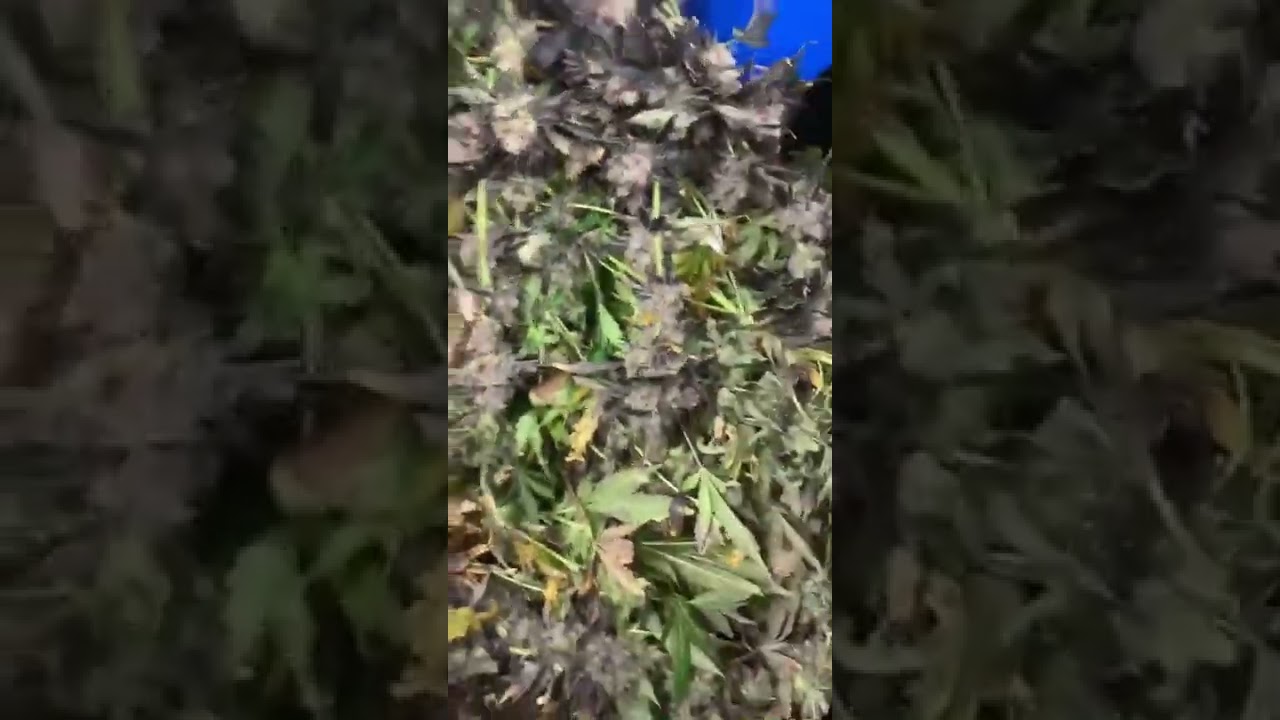 Cookies Runtz PowerZZZup